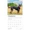 BrownTrout; Australian Kelpies | 2027 12 x 24 Inch (Hanging) Monthly Square Wall Calendar | Plastic-Free; Category:Wall Calendars; Image:5